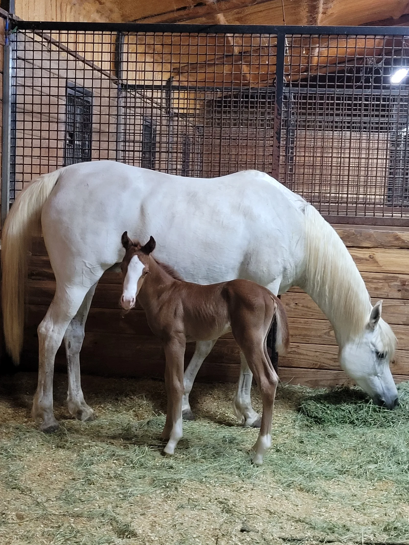A mare and her foal. For some mares, postmortem oocyte recovery is the last chance to carry their genetics forward.