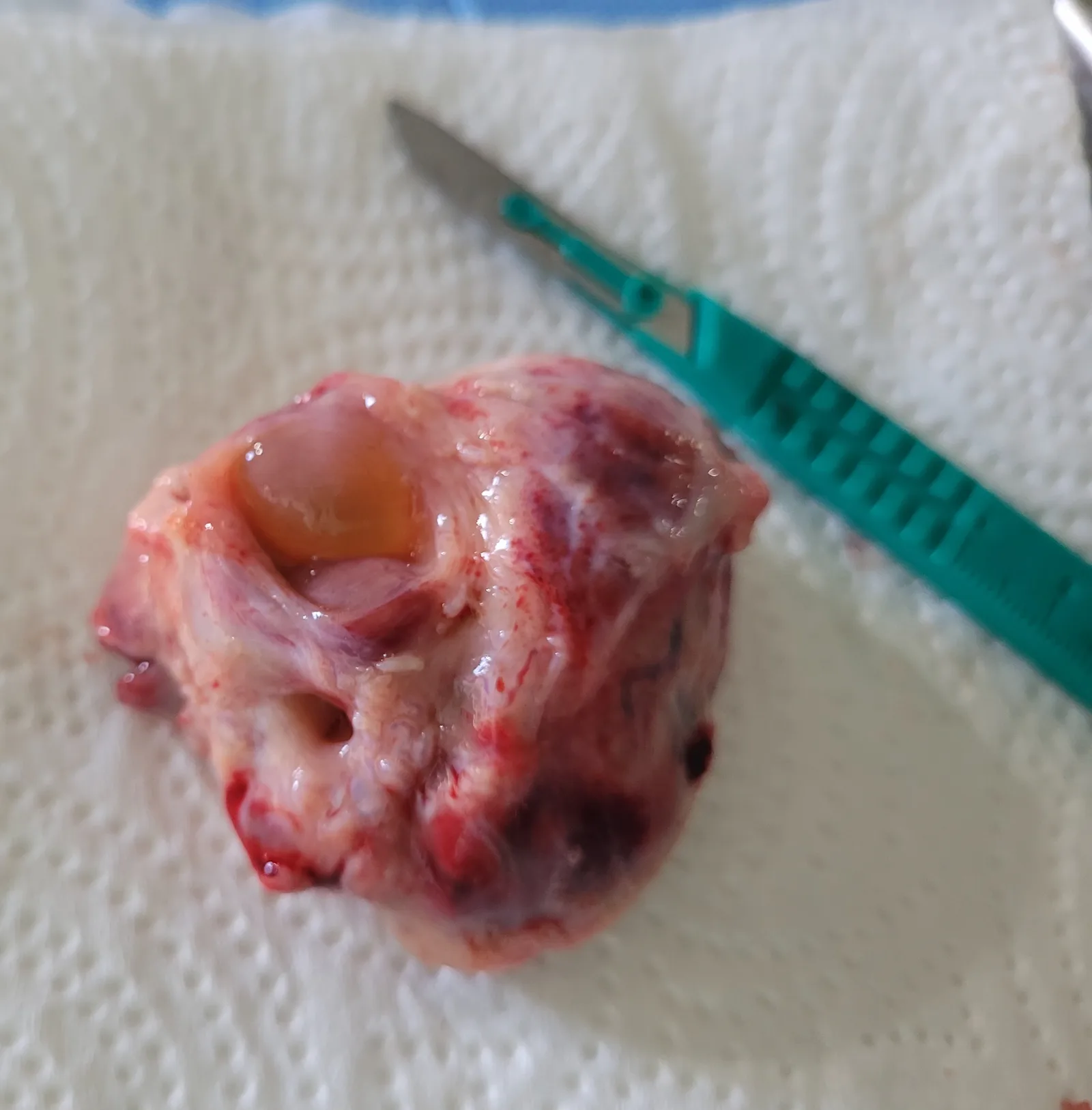 A recovered ovary, ready for processing — the oocytes are held inside the ovarian tissue.