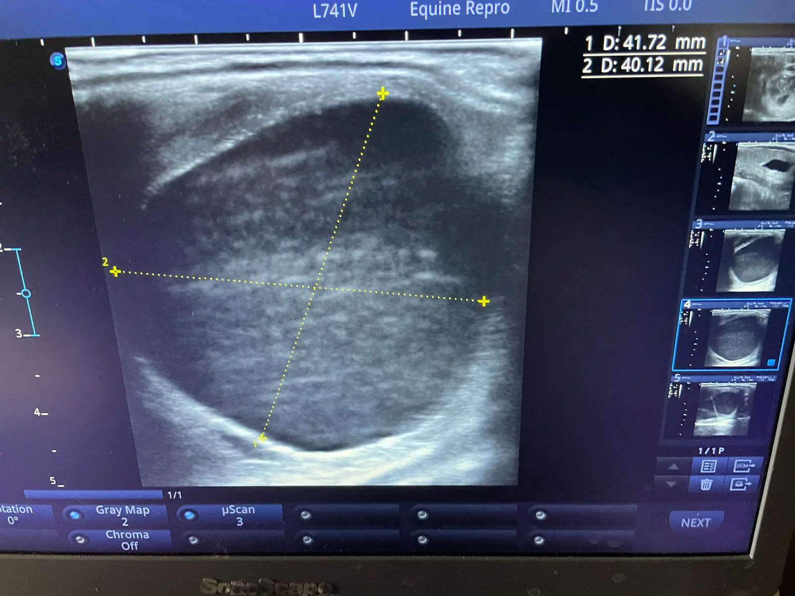 A large follicle coupled with edema in the uterus indicates the mare is in heat.