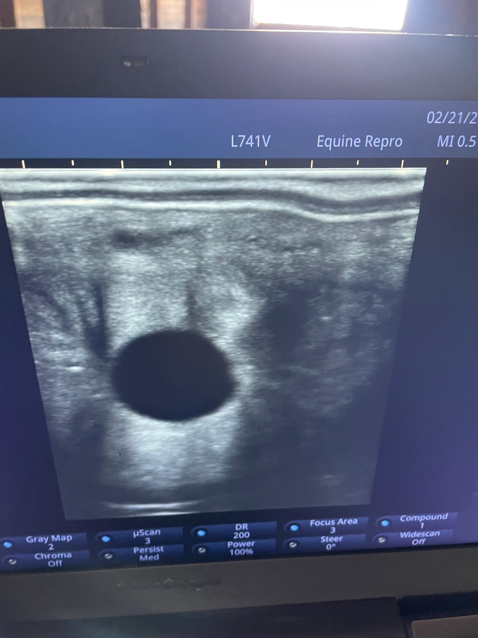 A positive pregnancy check at 14 days — the embryonic vesicle is visible as a small dark circle.