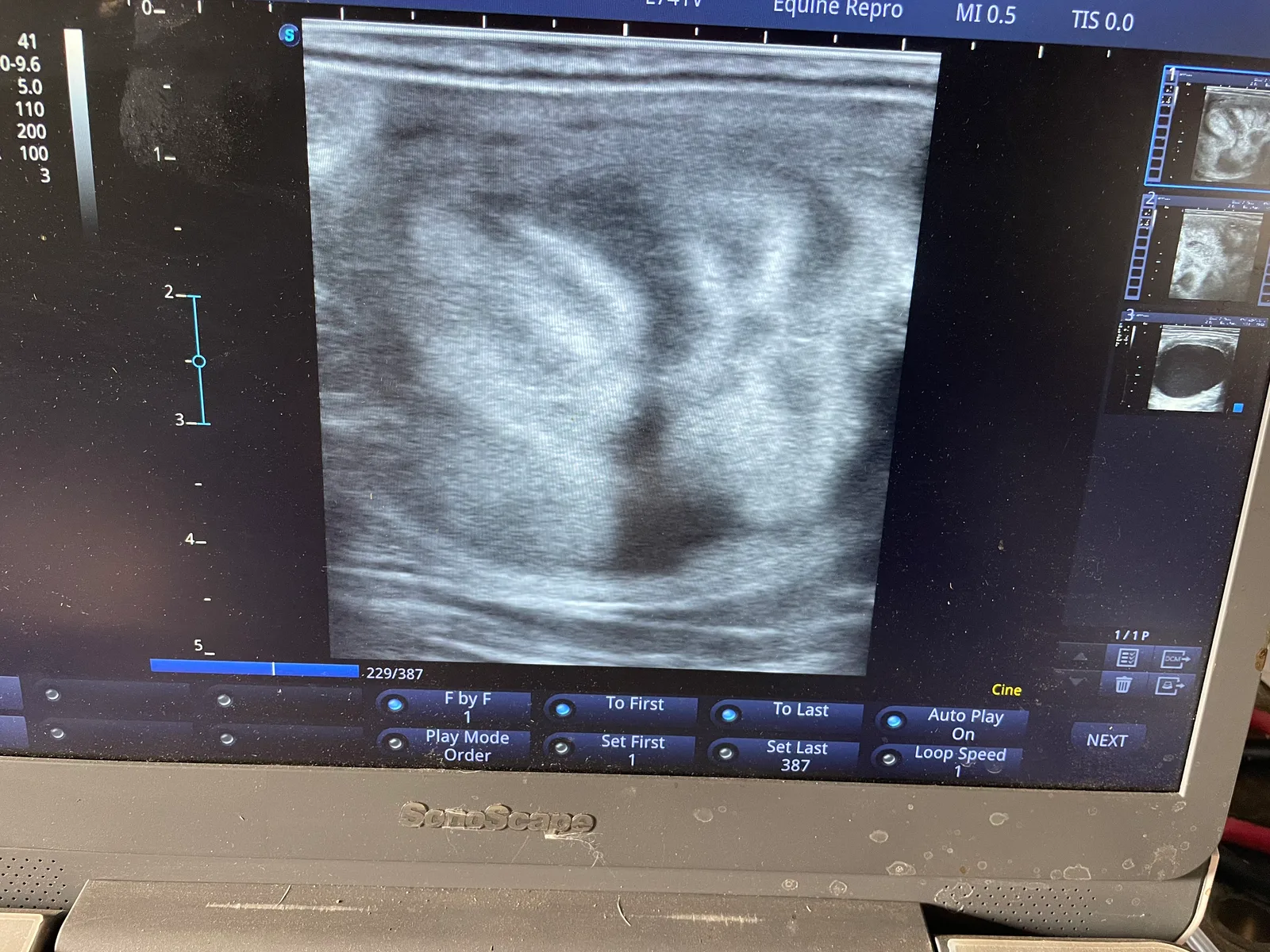 Edema in the uterus. The characteristic "wagon wheel" pattern shows the mare is under the influence of estrogen.