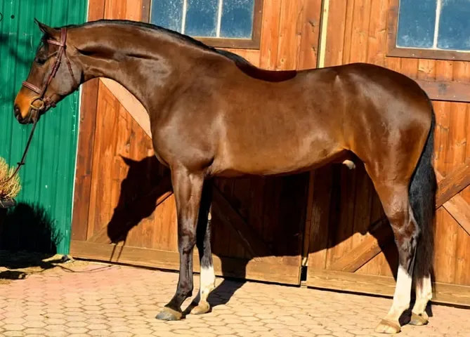 An example of a good conformation shot: side-on, level ground, an uncluttered background and all four feet clearly visible. Photo credit: Andrea Volasko.