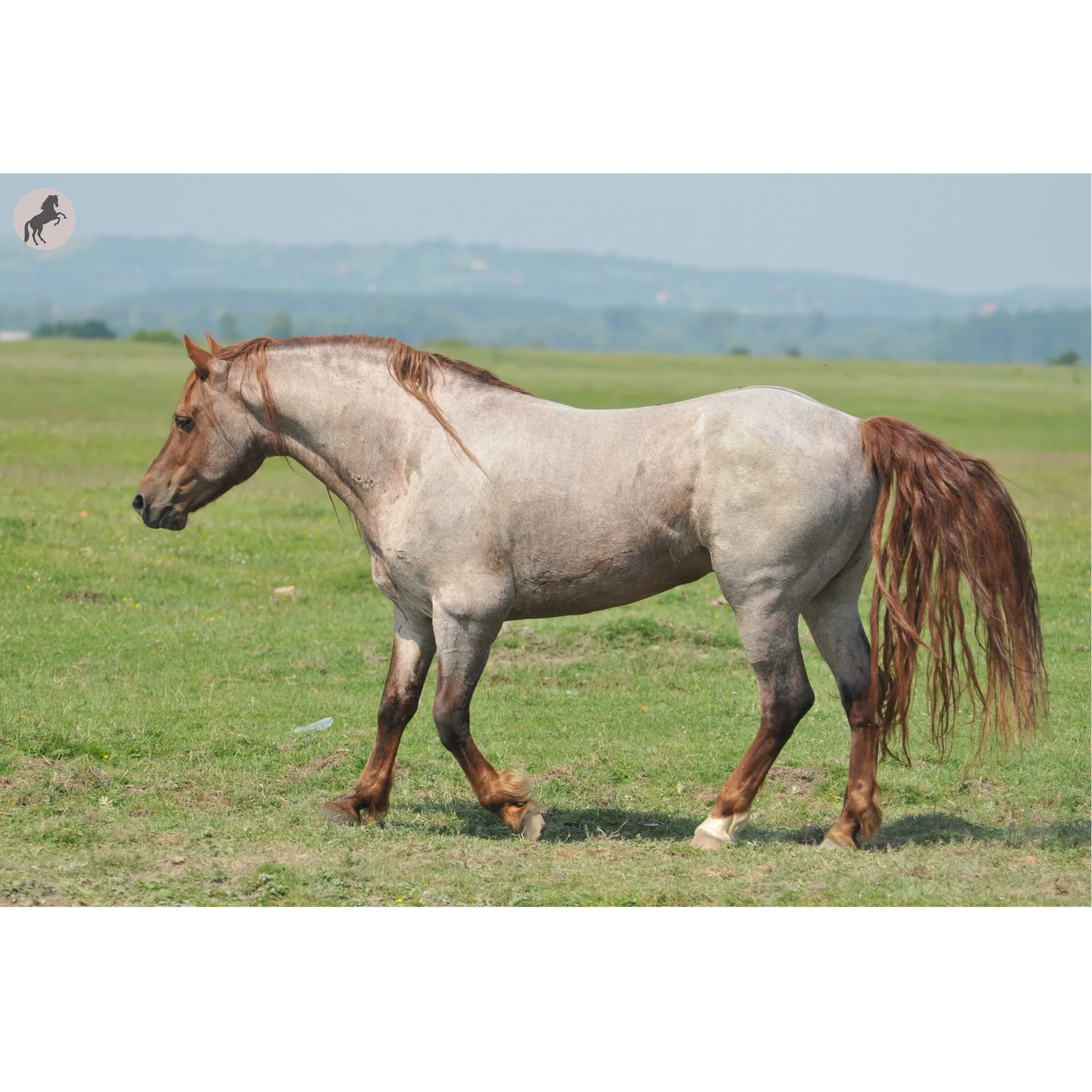 Have the horse stand still and square rather than moving for conformation shots.