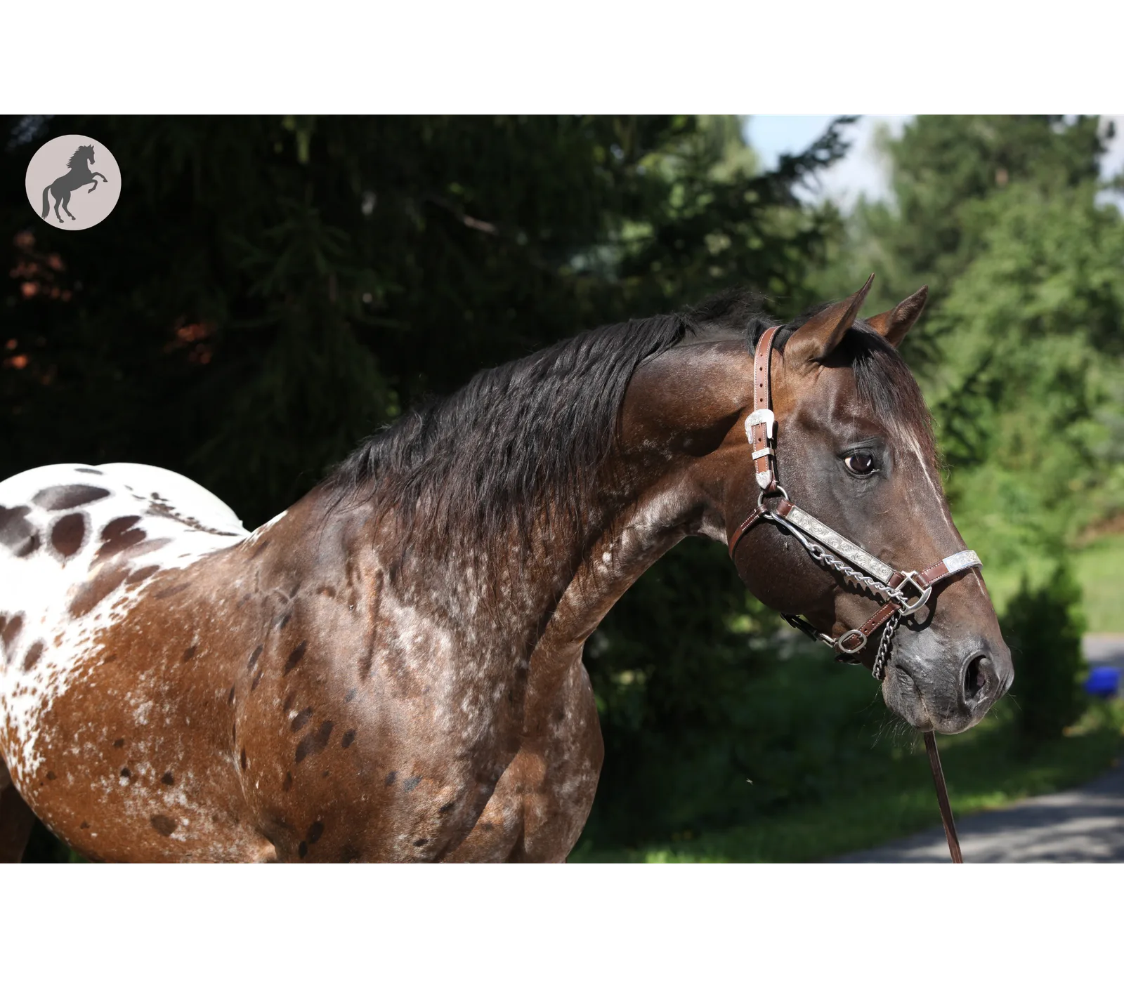 Behavior can keep developing well after a stallion is sexually mature.