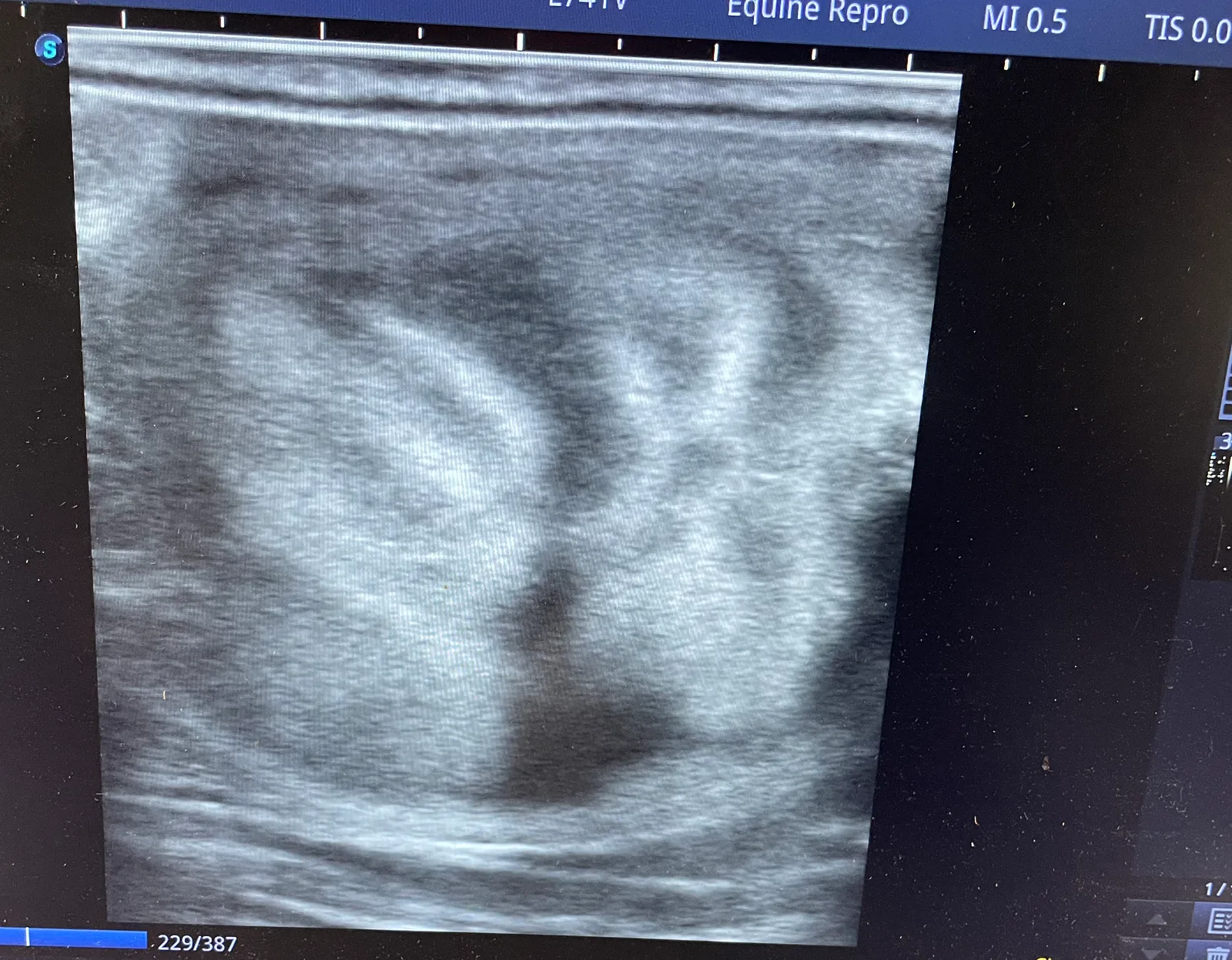 Edema in the uterus of a mare in estrus — the classic cartwheel pattern seen on ultrasound.