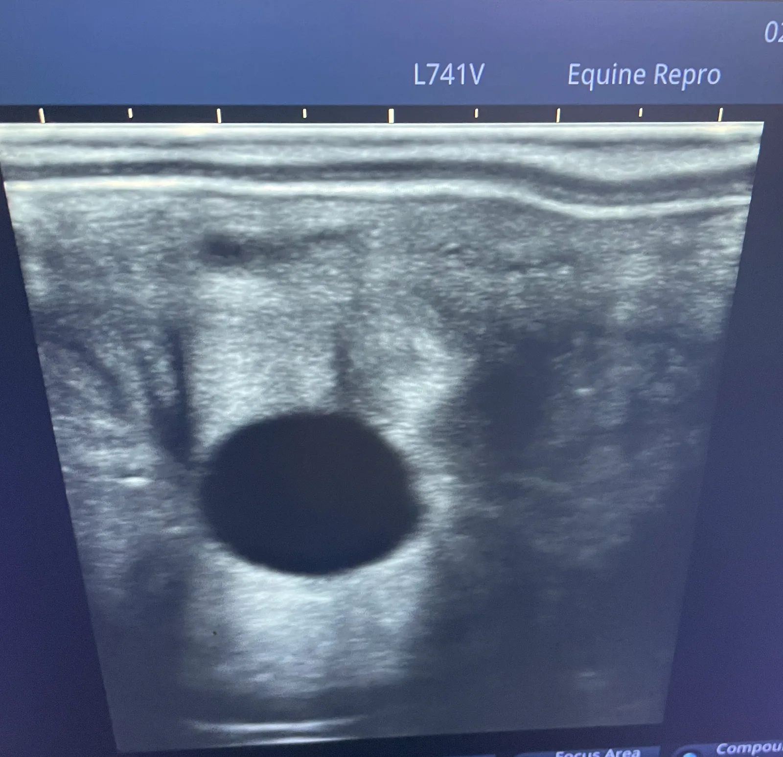 A positive pregnancy check at 14 days.