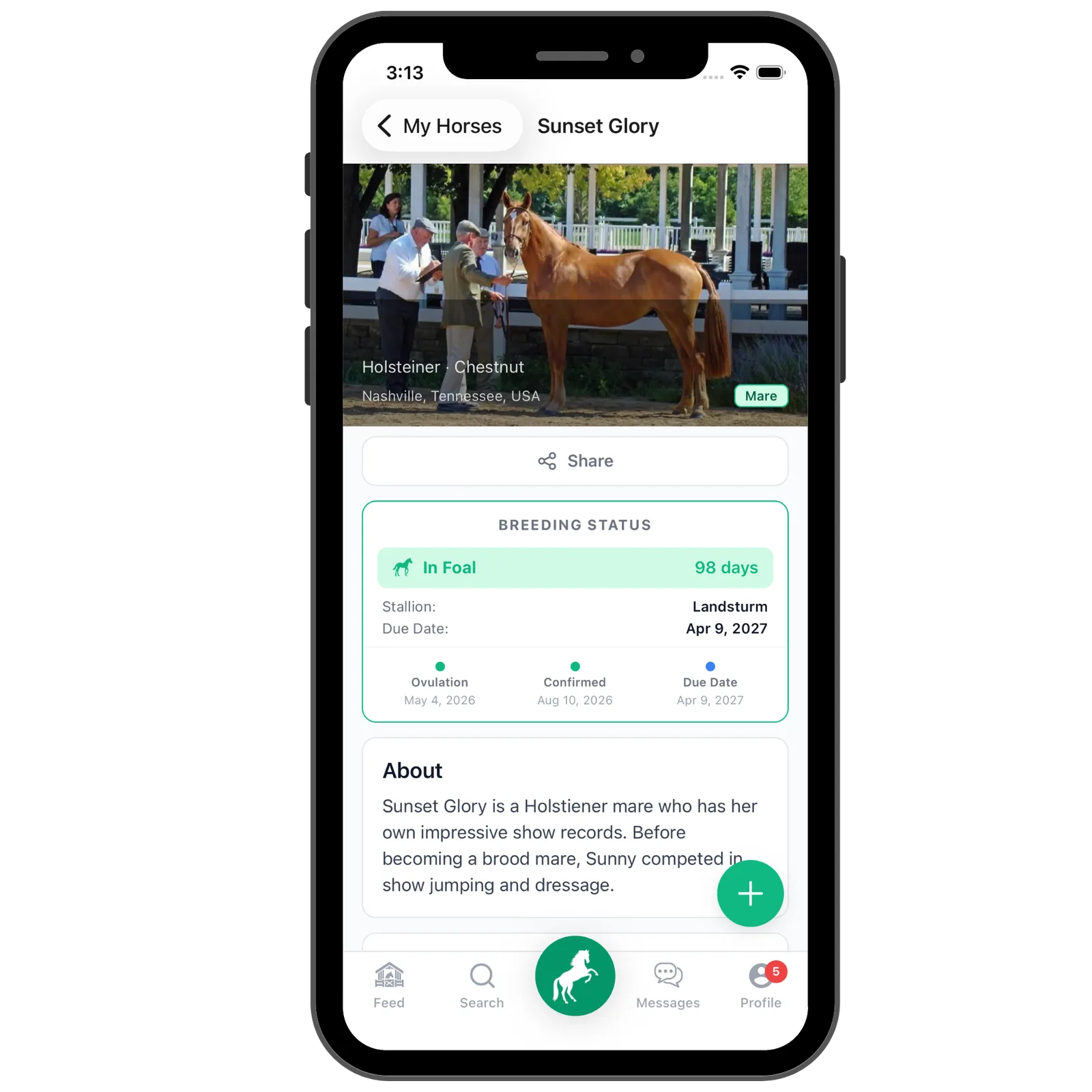 A mare profile in StallionApp showing breeding status — in foal to a named stallion, with ovulation, confirmation and due dates